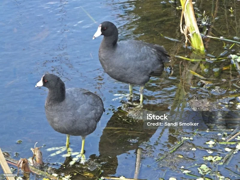 COOT Stock's 365% Surge: What's Behind the Hype and Why It's Probably a Trap